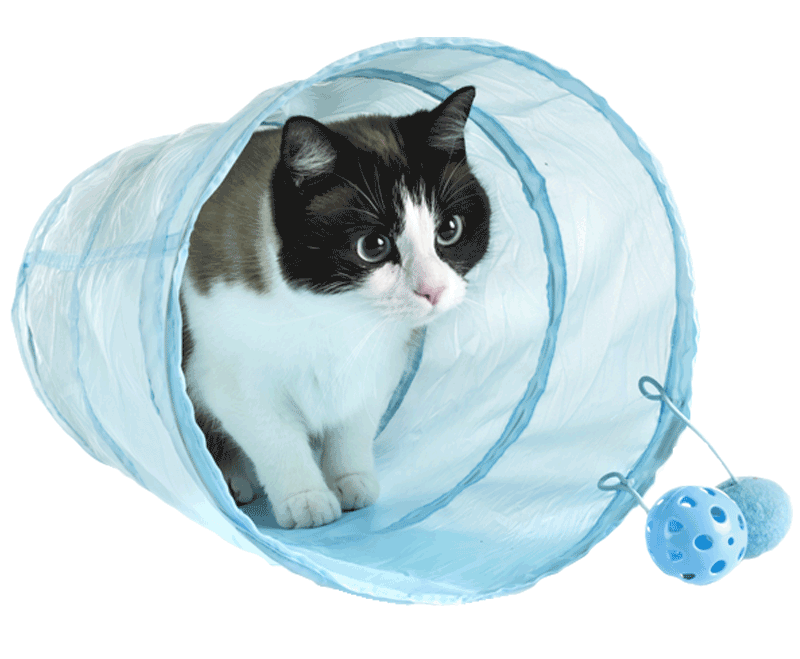 cat in tunnel toy
