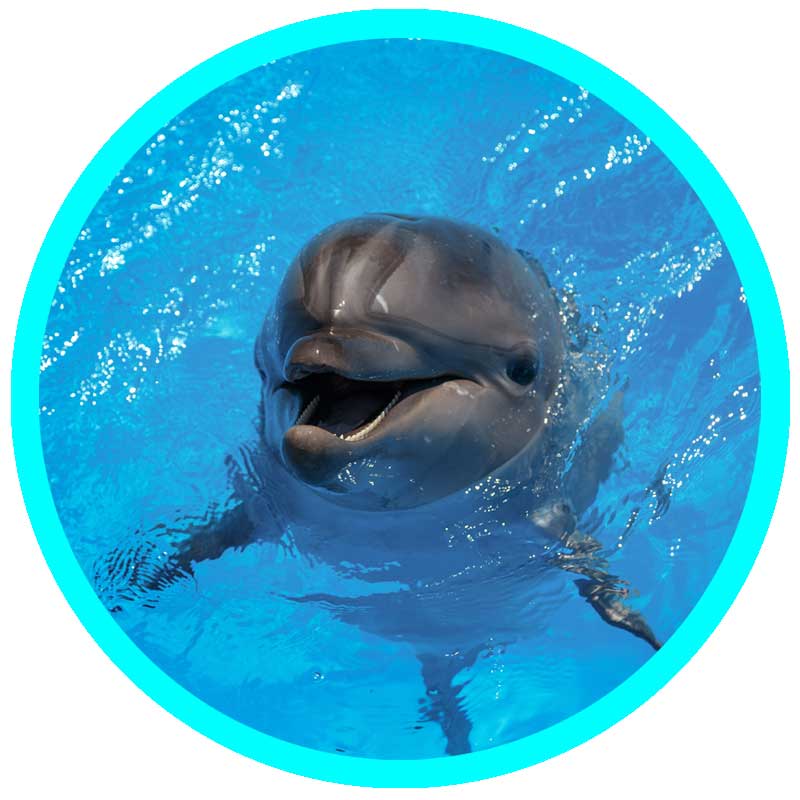 Dolphin Waters Healing-dolphin messages